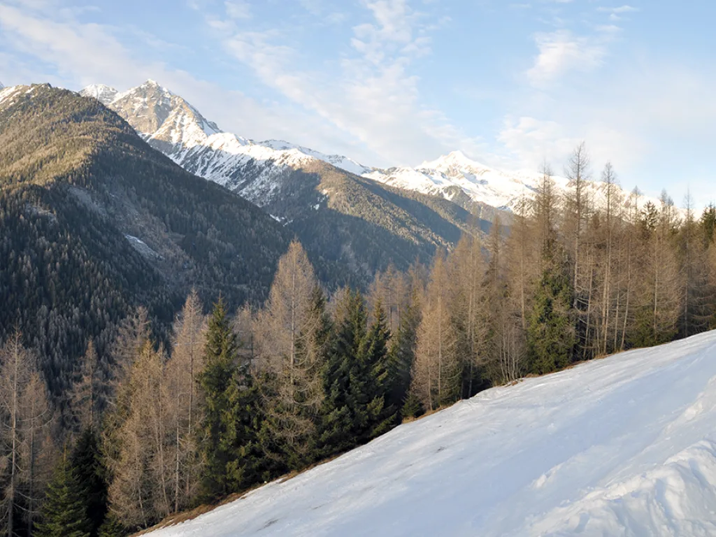 Bergpanorama mit Lärchen im Abendlicht.